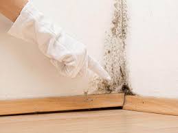 Best Mold Odor Removal Services  in USA